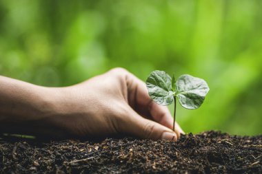 Bitki a ağaç ağaç kahve doğada sulama