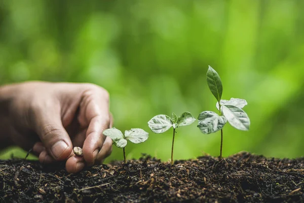 Bitki a ağaç ağaç kahve doğada sulama