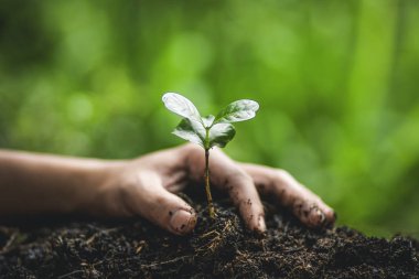 Bitki kahve kahve büyüyen ağaç, sulama el 