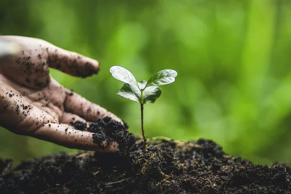 Plant coffee tree Growing Coffee,hand  Watering