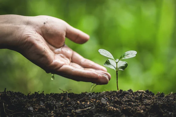 Planta Árbol Café Cultivo Café Mano Riego —  Fotos de Stock