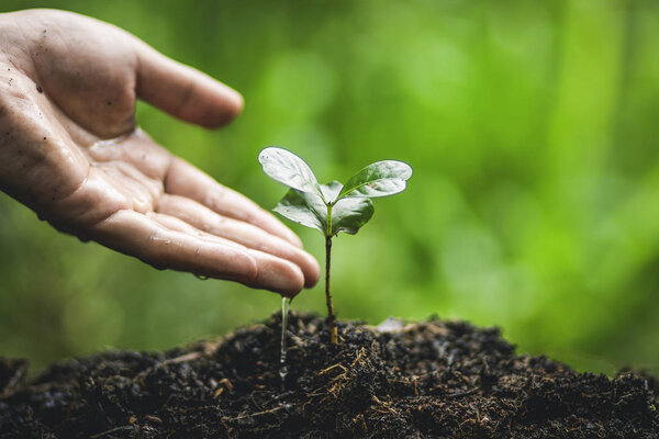 Plant coffee tree Growing Coffee,hand  Watering 