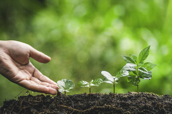 Plant coffee tree Growing Coffee,hand  Watering 