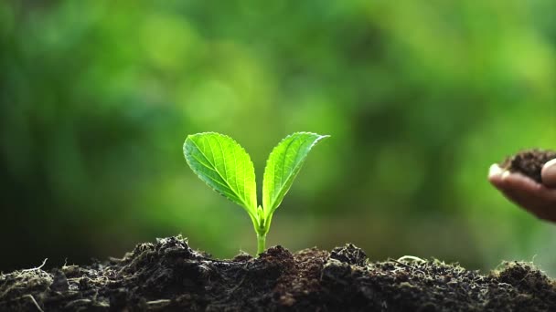 Dos Manos Cultivando Una Planta Verde Joven — Vídeo de stock