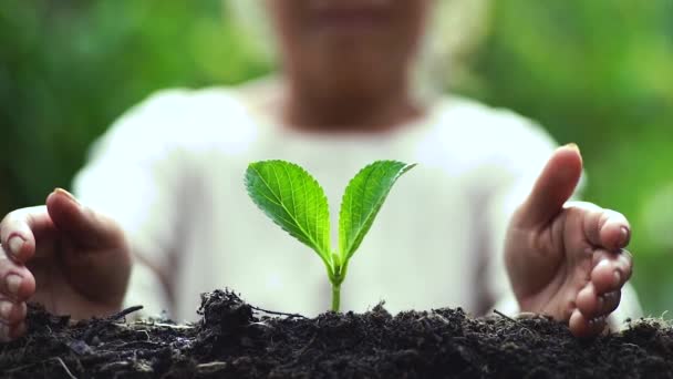 Dos Manos Cultivando Una Planta Verde Joven — Vídeo de stock