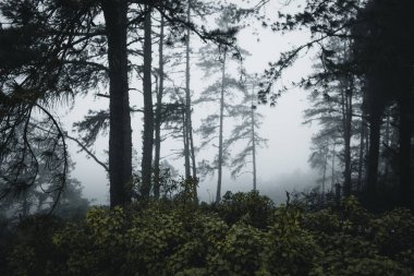 Orman çam ve sis yol ormana