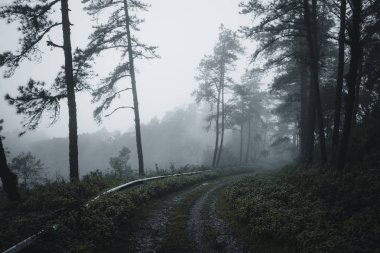 Orman çam ve sis yol ormana