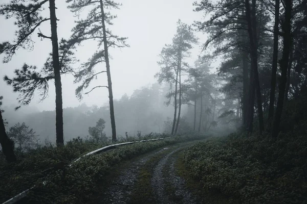 Lesie Sosnowym Mgła Droga Lasu — Zdjęcie stockowe
