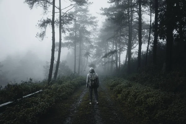 松の森と森に霧道 — ストック写真