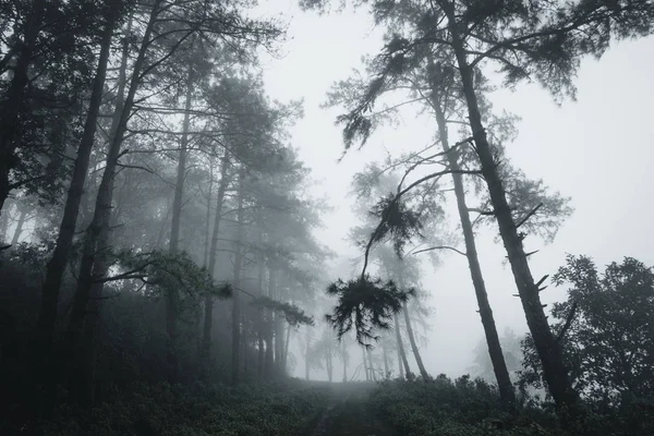 松の森と森に霧道 — ストック写真