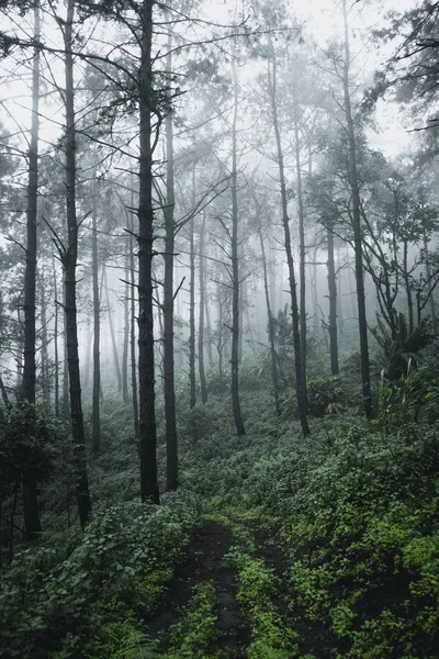 Pine Het Regenachtige Seizoen Mist — Stockfoto