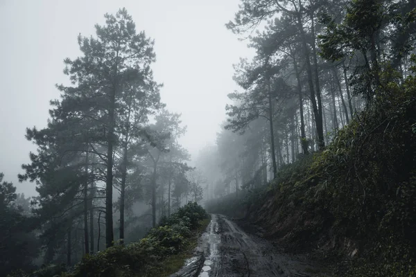 Pin Pendant Saison Des Pluies Brouillard Dans Forêt Pin Brouillard — Photo