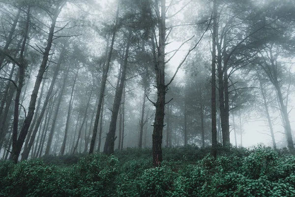 松梅雨シーズンや霧の森の松と霧道 — ストック写真