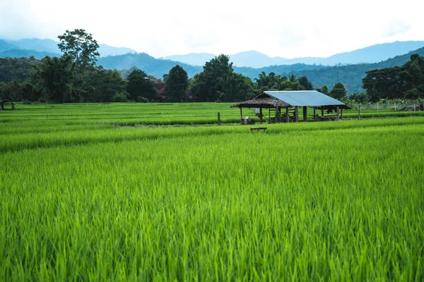 Arroz Planta Campo Arroz Verde Fundo Arroz Ásia — Fotografia de Stock