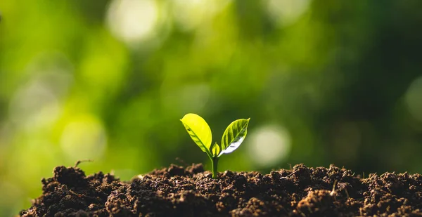 Küçük ağaç fidan kahve ağacı Bakımı El Doğal akşam arka plan tarafından