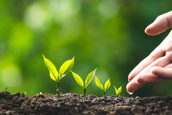 small tree sapling Coffee tree Care by hand Natural evening background