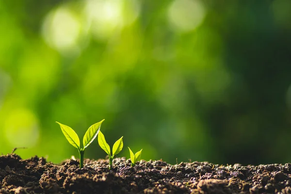 small tree sapling Coffee tree Care by hand Natural evening background