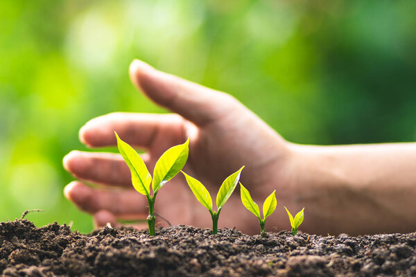 Уход за кофейным деревом
