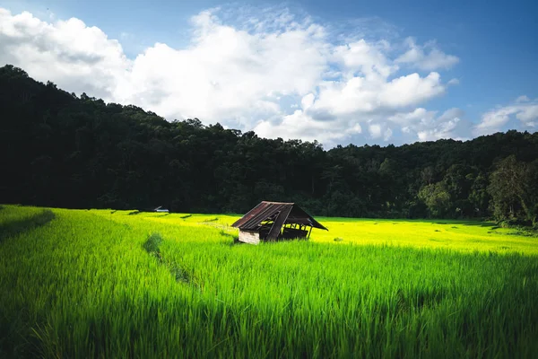 Рисова Рослина Зелене Рисове Поле — стокове фото