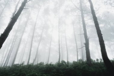 Sabah sis ve ağaçlar orman 