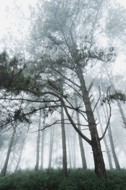 Sabah sis ve ağaçlar orman 