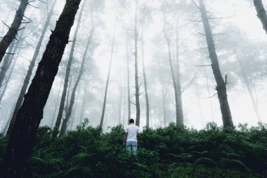 Sis ve ağaçlar orman orman sabah erkek