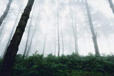 Sis ve ağaçlar orman orman sabah erkek