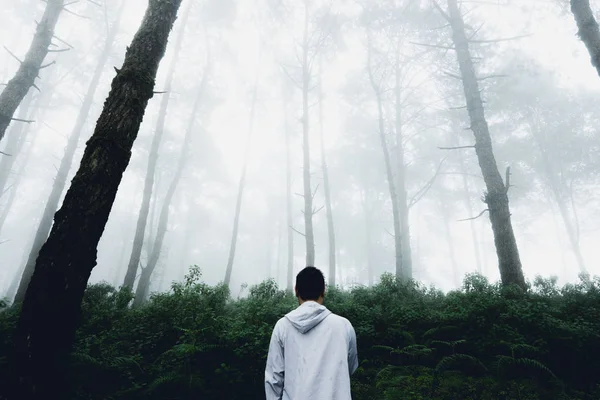 Fog and trees forest in the morning man in forest