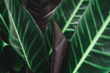 ağaç, fidan, ağaçların büyüme doğa ışığında akşam