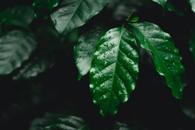 Doğada elinde çiğ kahve kırmızı fasulye