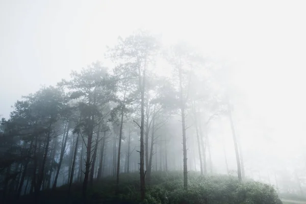 Niebla Árboles Bosque Por Mañana — Foto de Stock