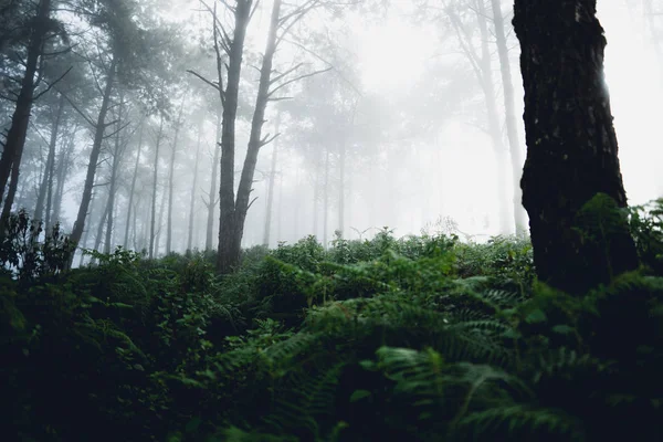Sabah Sis Ağaçlar Orman — Stok fotoğraf