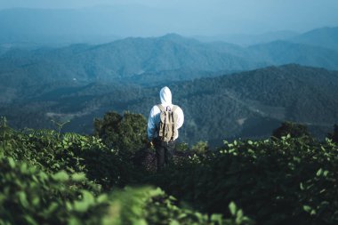 Ormandaki ağaçlar ve dağ manzaraları seyahat