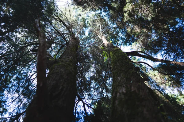 Лесных Путешествиях Деревья Виды Горы — стоковое фото