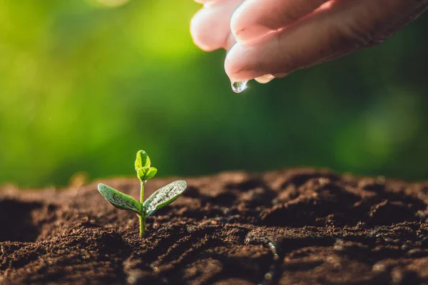 Planta Árbol Riego Árbol Naturaleza Luz Fondo —  Fotos de Stock