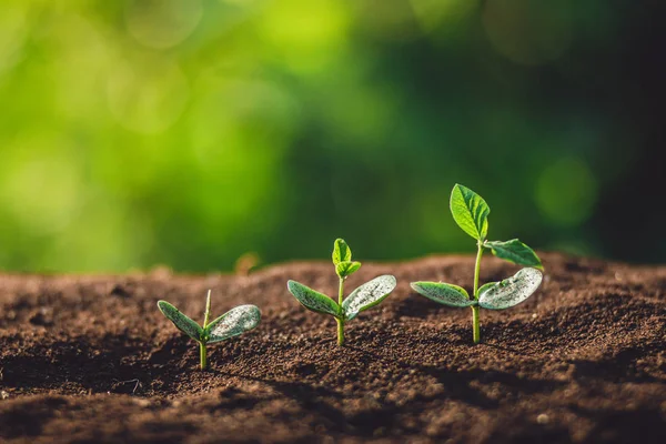 Planta Uma Árvore Rega Uma Árvore Natureza Luz Fundo — Fotografia de Stock