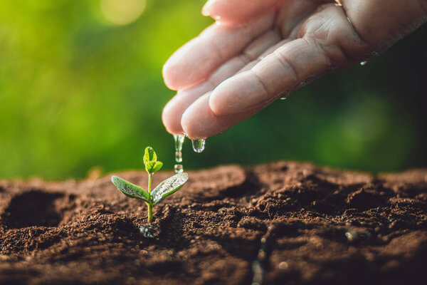 plant a tree Watering a tree in nature light and background