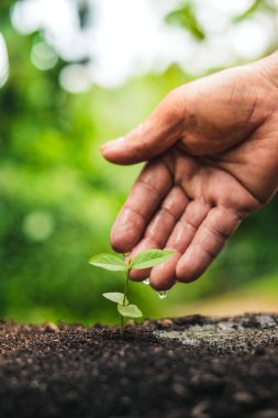 Ağaç dikme. Ağaç büyüme, fide içinde doğa yeşil ve altın