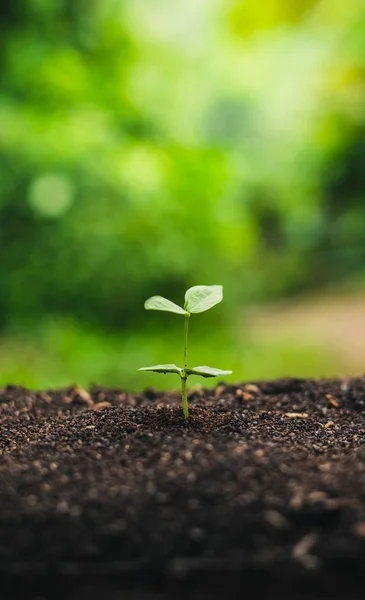 Piantagione Alberi Crescita Degli Alberi Piantina Natura Verde Oro — Foto Stock