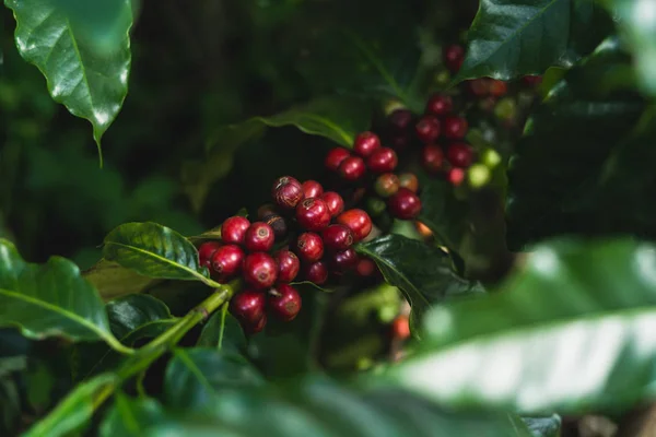 Röda Körsbär Kaffebönor Färsk Och Naturlig — Stockfoto