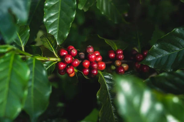 Red Cherry Coffee Beans Fresh Natural — Stock Photo, Image