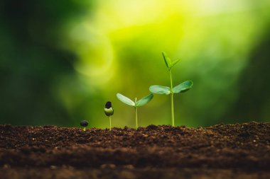 Fide büyüme dikme ağaçları bir ağaç doğal ışık sulama