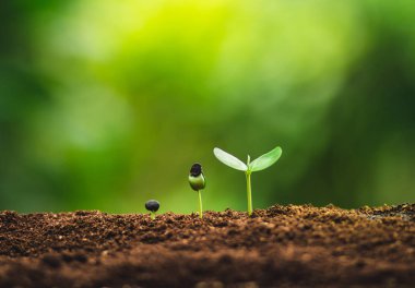 Fide büyüme dikme ağaçları bir ağaç doğal ışık sulama