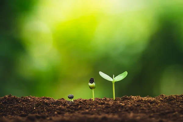 Seedling growth Planting trees Watering a tree Natural light