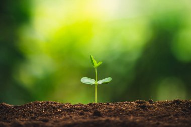 Fide büyüme dikme ağaçları bir ağaç doğal ışık sulama