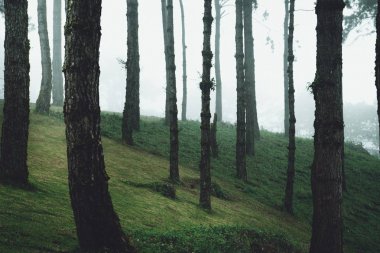 Ağaçlar ve sis yeşil sabah woods