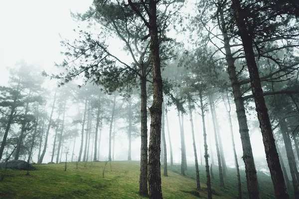 Madeiras Árvores Nevoeiro Verde Pela Manhã — Fotografia de Stock