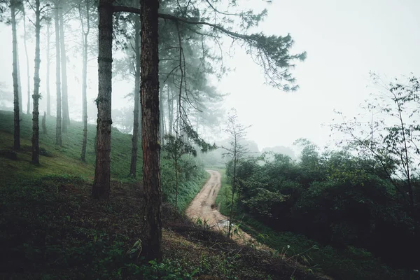 Lesní Stromy Mlha Zelené Ráno — Stock fotografie