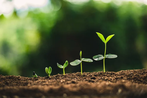 Plant Seeds Planting Trees Growth Seeds Germinating Good Quality Soils — Stock Photo, Image