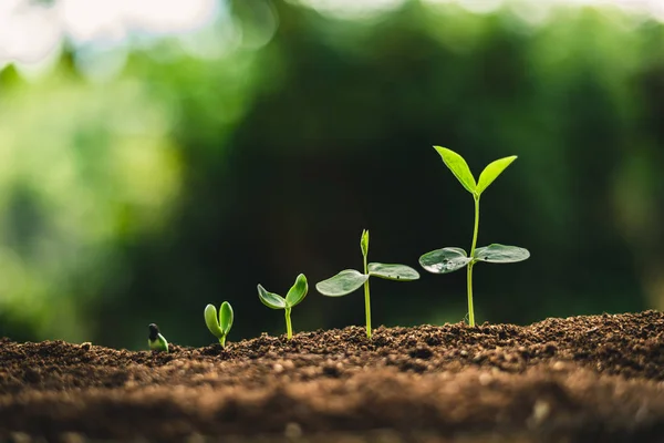 植物种子种树生长 种子发芽在优质土壤自然 — 图库照片